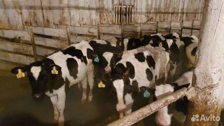 Бычки,телята,быки