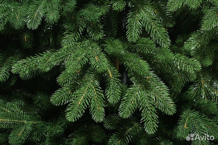 Ель Сибирская