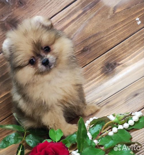 Померанский шпиц