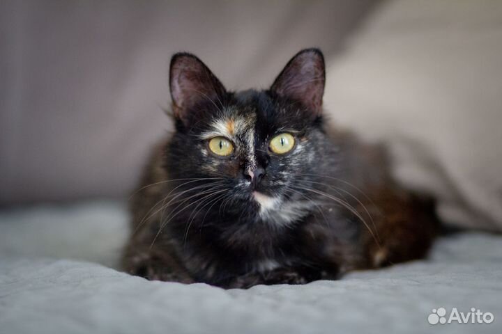 Чудесная и очень ласковая миниатюрная кошка