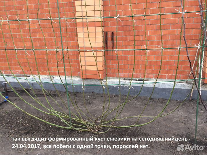 Ежевика сортовая бесшипная