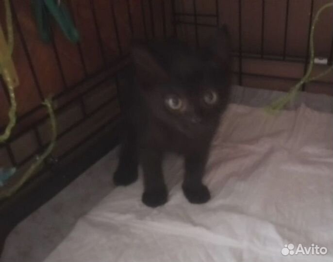 Аля и Эля из зоны сво ищут дом