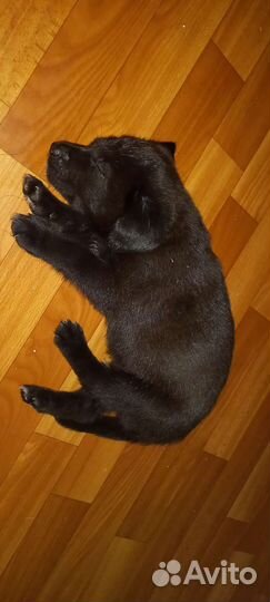 Домашние животные собаки