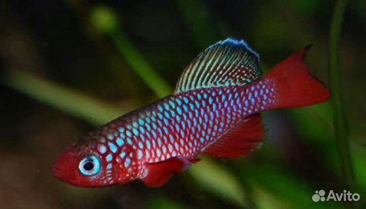 Killifish