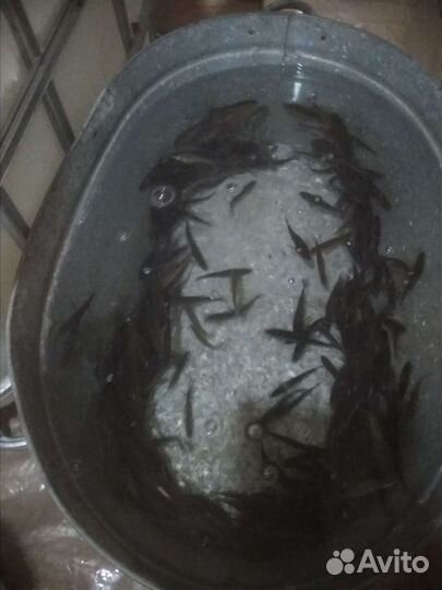 Живец-гальян