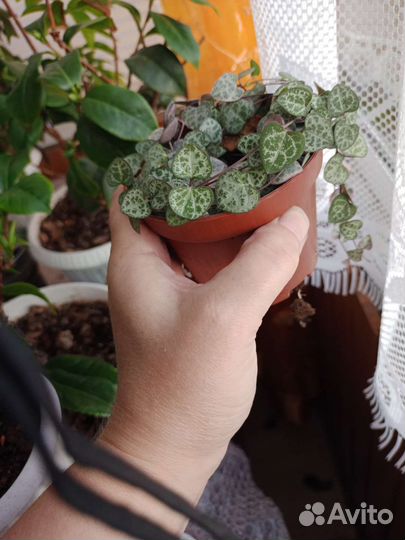 Церопегия Вуди вар