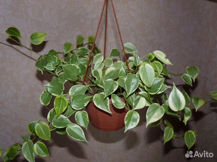 Комнатные растения