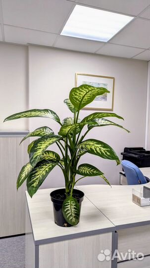 Диффенбахия Тропик сноу