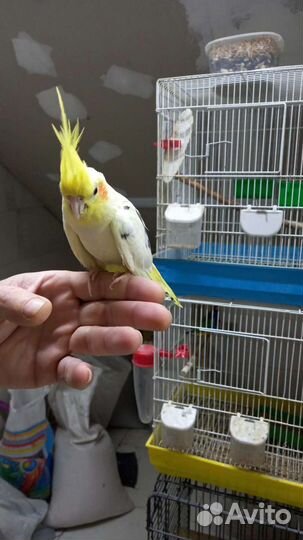 Попугаи корелла птенцы и другие