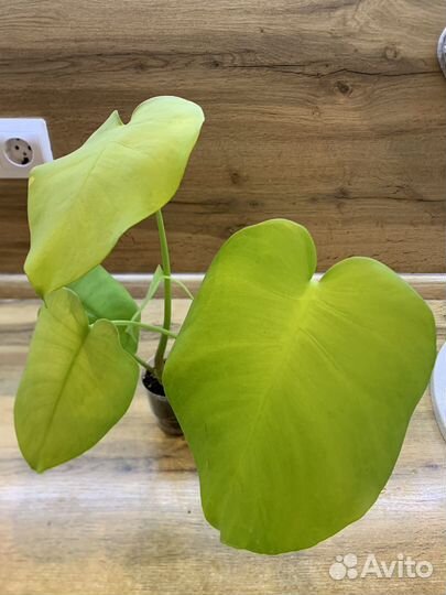 Обычная зеленая монстера