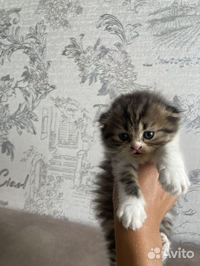 Шотландские вислоухие котята