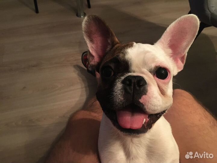 Французский бульдог за шоколадку