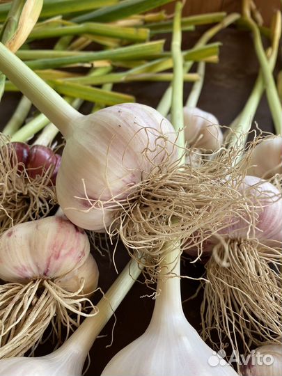 Чеснок эко продукт урожай 2023 года