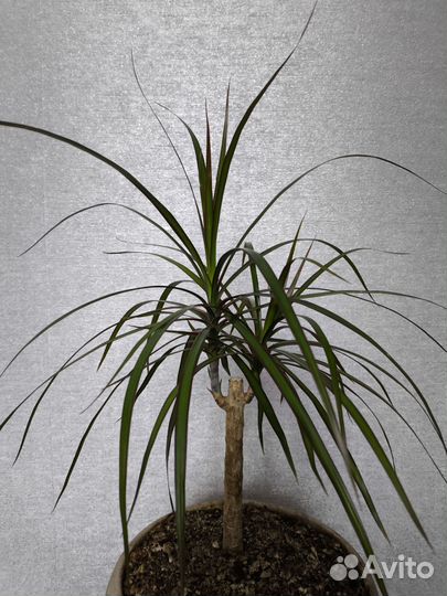 Драцена маргината