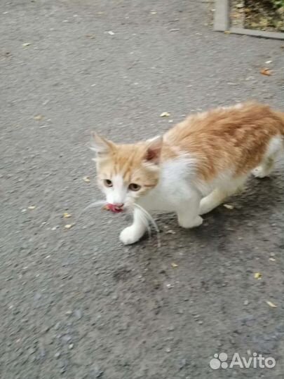 Кошки в дар