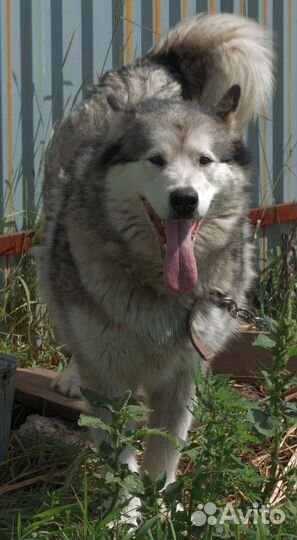 Маламут в добрые руки