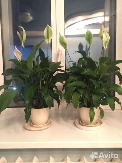 Спатифиллум