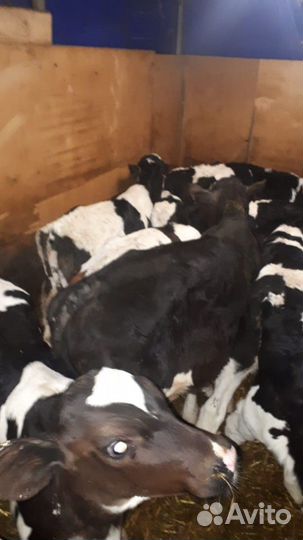 Телят бычки и телочки