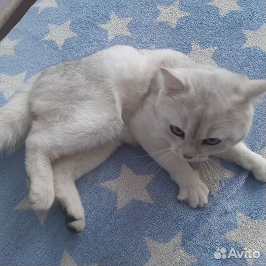 Шотландский кот не кострирован молодой