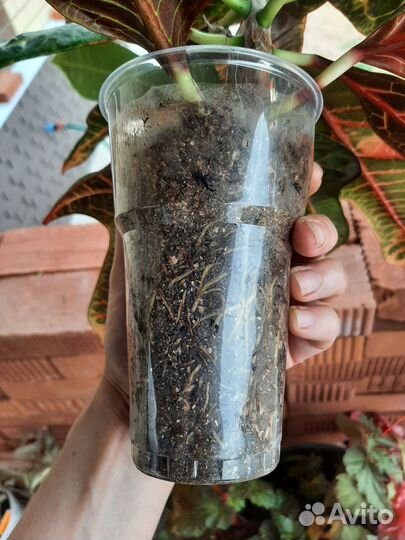Кодиеум кротон Экселент