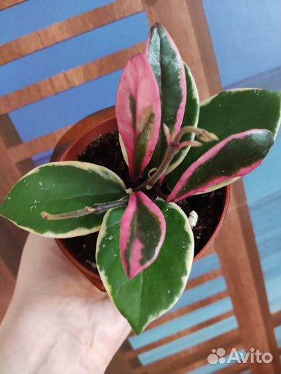 Хойя Фламинго дрим