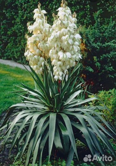 Юкка нитчатая, многолетник