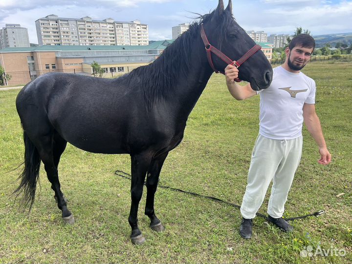Вороной жеребец Карачаевской породы
