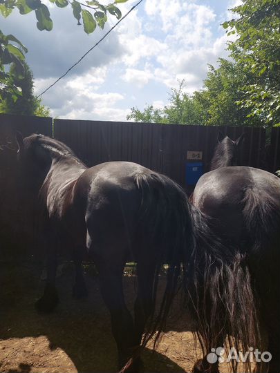 Лошадки Уникальное Жеребцы