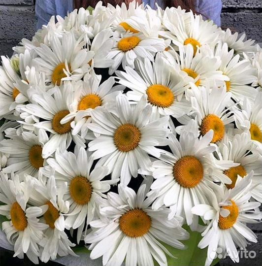 Ромашка садовая корни семейка