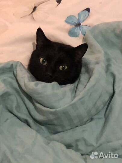Отдам кота в добрые руки