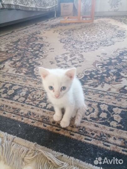 Котёнок 1.5 мес