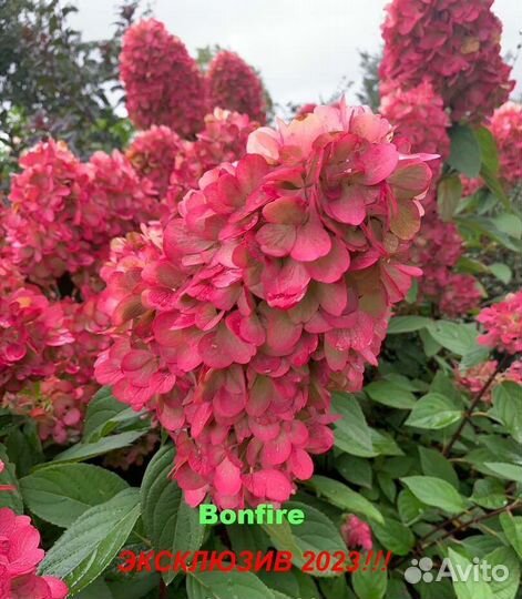Гортензия метельчатая Бонфаер, Пиксио-новинки