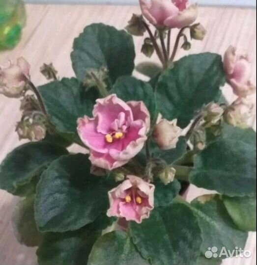 Листы фиалок свежий срез