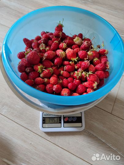 Саженцы клубники