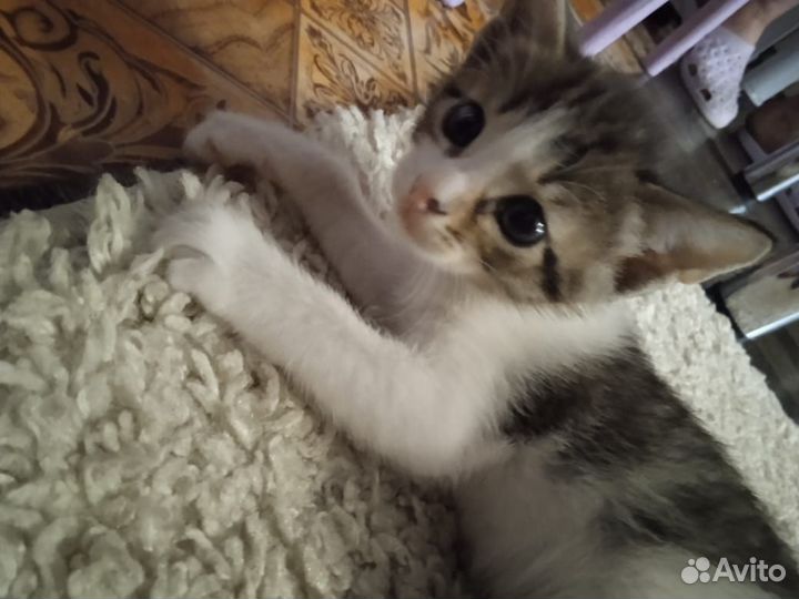 Котята отдам в добрые руки бесплатно