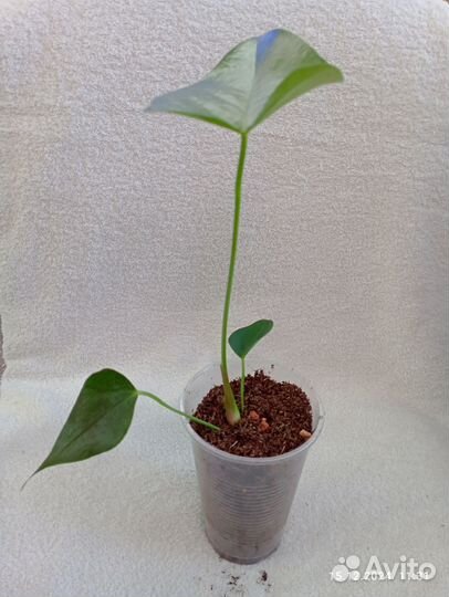 Антуриум Колорадо