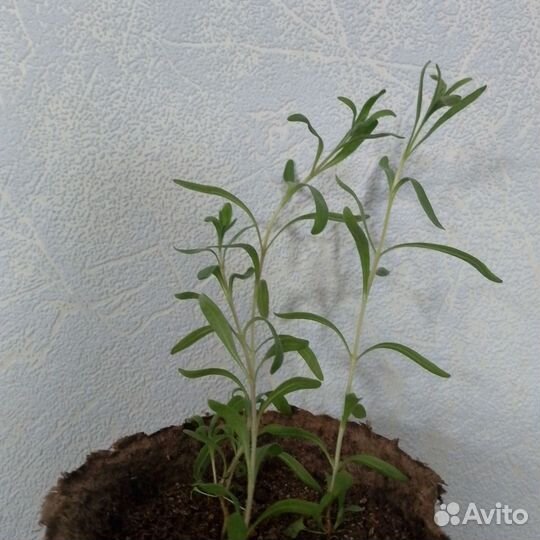 Лаванда узколистная. Рассада