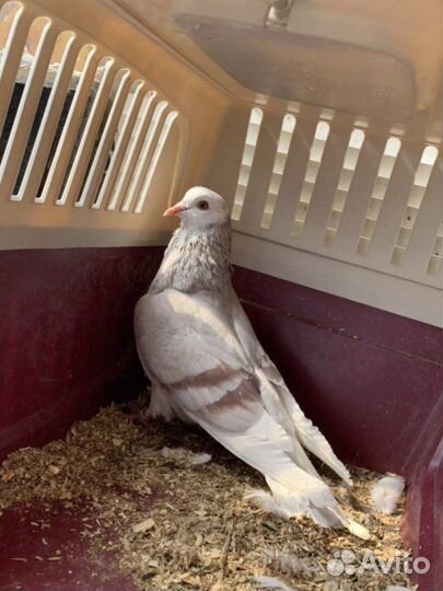 Две голубки Белоголовые Пермяки