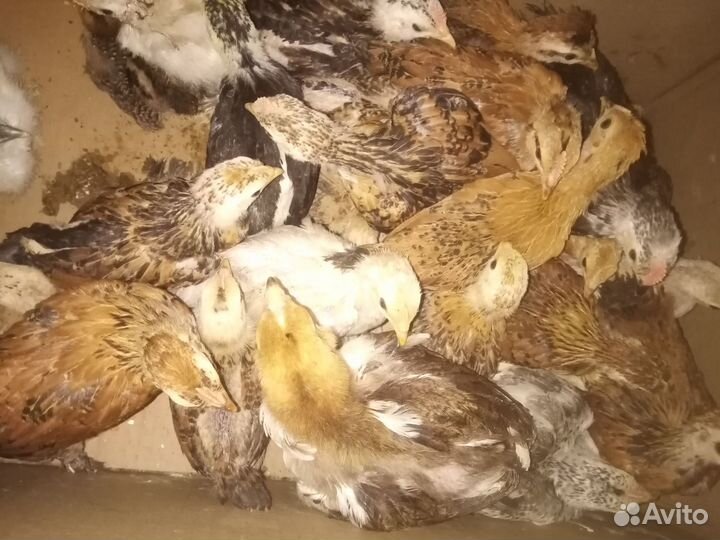 Цыплята