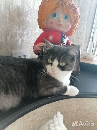 Отдам кошку в добрые руки