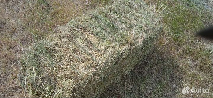 Сено в тюках