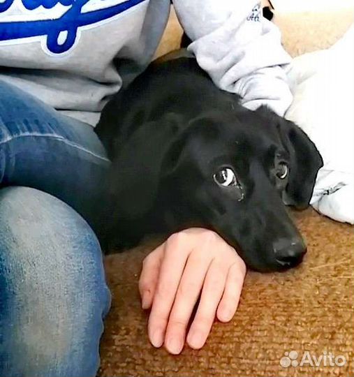 Метис таксы в добрые руки