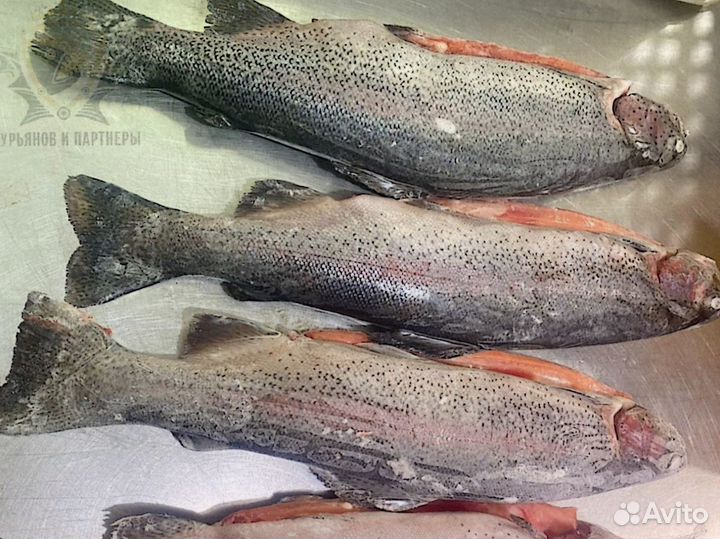 Форель килька обрезь лосося скумбрия горбуша опт