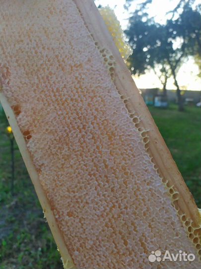 Мед свежий своя пасека