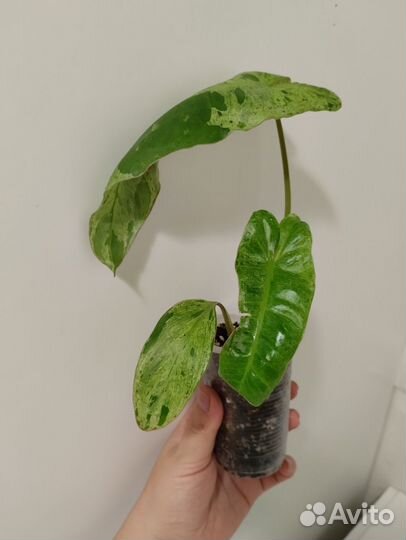 Филодендрон