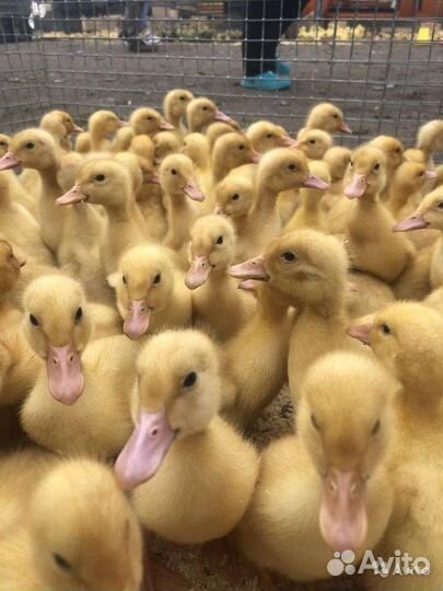 Муларды и утята подрощенные