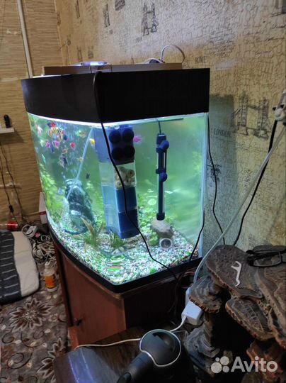 Аквариумные рыбки