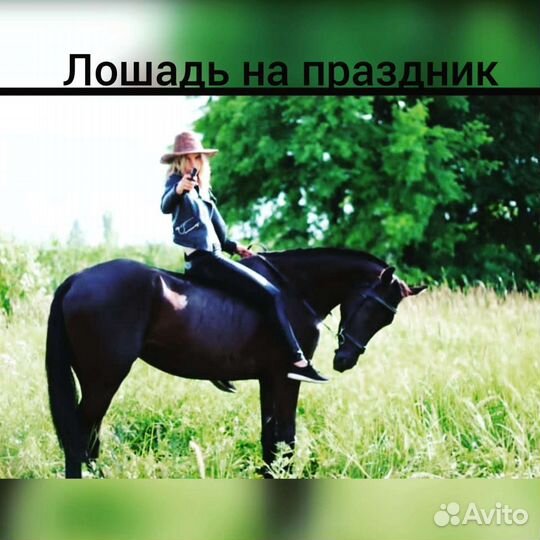 Прокат на лошади, лошадь на заказ, фотосессии, обу