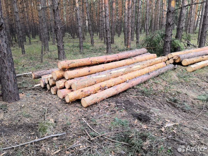 Лес кругляк сосна