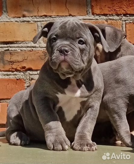 Американский булли